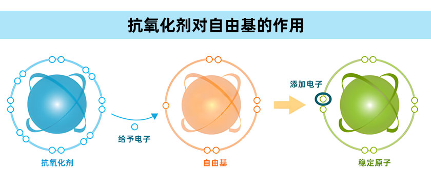 抗氧化劑對(duì)自由基的作用機(jī)理